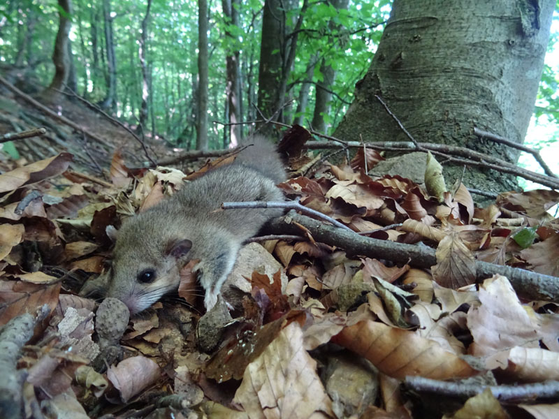 giovane di.....Glis glis (ghiro)